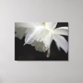 Witte Daffodils Bloemen Fotoprint Canvas Afdruk (Voorkant)