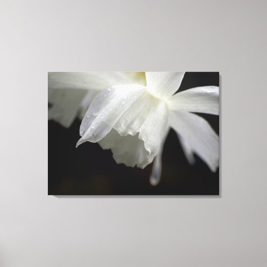 Witte Daffodils Bloemen Fotoprint Canvas Afdruk (Voorkant)