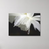 Witte Daffodils Bloemen Fotoprint Canvas Afdruk (Voorkant)