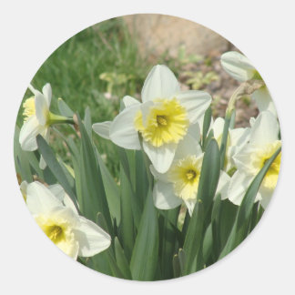 Witte Daffodils Ronde Sticker