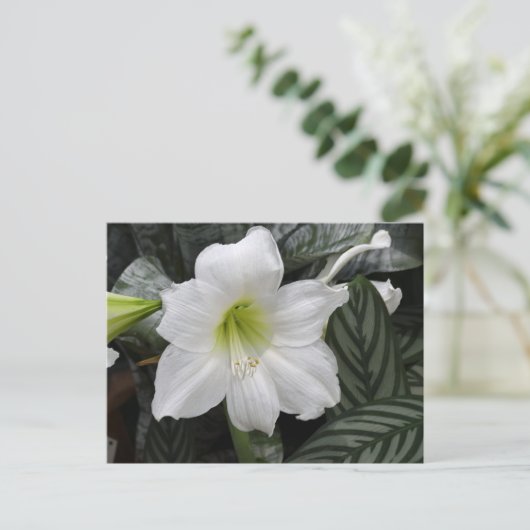 Witte Daglelie bloem Briefkaart (Staand voorkant)