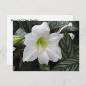 Witte Daglelie bloem Briefkaart (Voorkant / Achterkant)