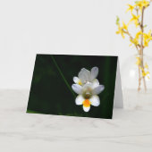 Witte daglelies op zwart Wenskaart als achtergrond Kaart (Gele Bloem)