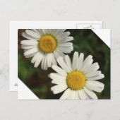 Witte dagzomerbloemen briefkaart (Voorkant / Achterkant)