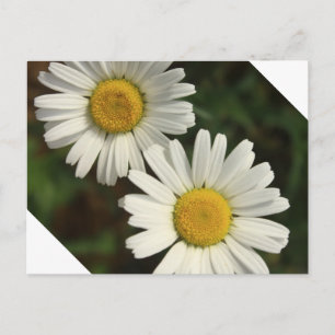 Witte dagzomerbloemen briefkaart