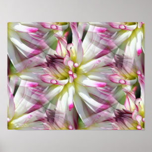 Witte Dahlia bloemblaadjes Abstract Poster