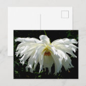 Witte Dahlia Briefkaart (Voorkant / Achterkant)