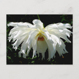 Witte Dahlia Briefkaart