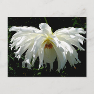 Witte Dahlia Briefkaart