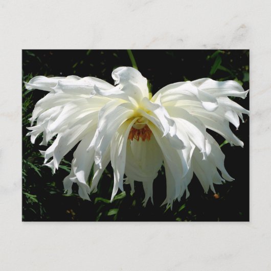 Witte Dahlia Briefkaart (Voorkant)