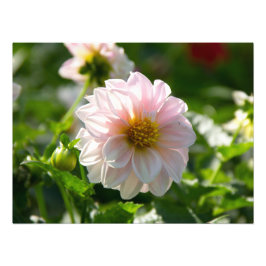 Witte dahlia in de tuin foto afdruk