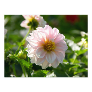Witte dahlia in de tuin foto afdruk