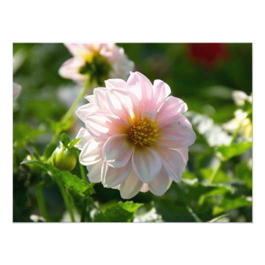 Witte dahlia in de tuin foto afdruk (Voorkant)