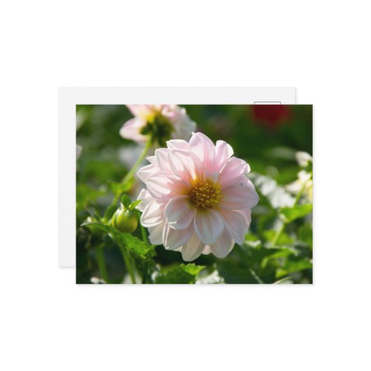 Witte dahlia in de tuin foto briefkaart (Voorkant / Achterkant in situ)