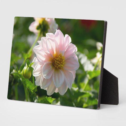 Witte dahlia in de tuin foto fotoplaat (Zijkant)