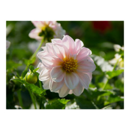 Witte dahlia in de tuin foto perfect poster