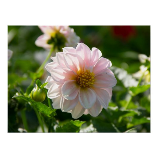 Witte dahlia in de tuin foto perfect poster (Voorkant)