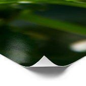 Witte dahlia in de tuin foto perfect poster (Hoek)