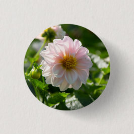 Witte dahlia in de tuin foto ronde button 3,2 cm