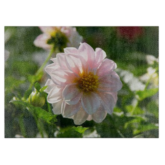 Witte dahlia in de tuin foto snijplank (Voorkant)