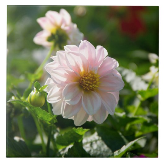 Witte dahlia in de tuin foto tegeltje (Voorkant)