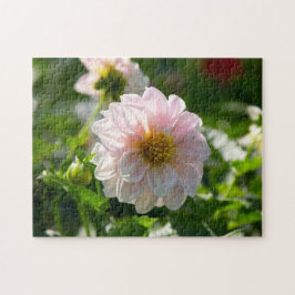Witte dahlia in de tuinfoto legpuzzel