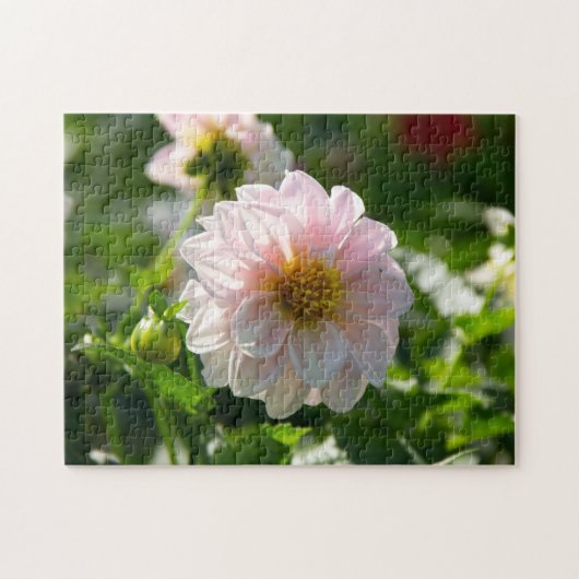 Witte dahlia in de tuinfoto legpuzzel (Horizontaal)