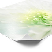Witte dahlia met een zacht groen centrum foto afdruk (Hoek)