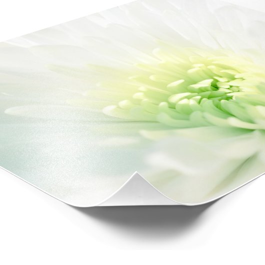 Witte dahlia met een zacht groen centrum foto afdruk (Hoek)