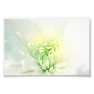 Witte dahlia met een zacht groen centrum foto afdruk