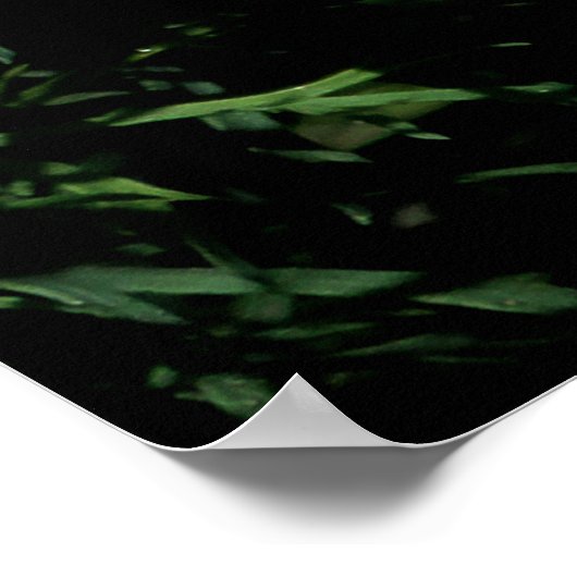 Witte Dahlia Poster (Hoek)