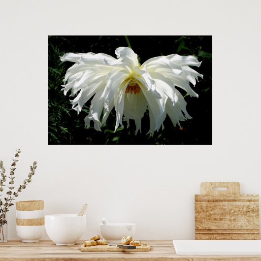 Witte Dahlia Poster (Keuken)