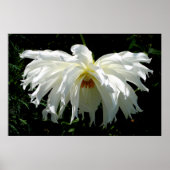 Witte Dahlia Poster (Voorkant)