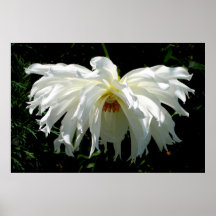 Witte Dahlia