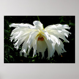 Witte Dahlia Poster