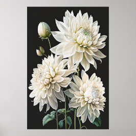 Witte Dahlias Bloemenkunst Print Poster