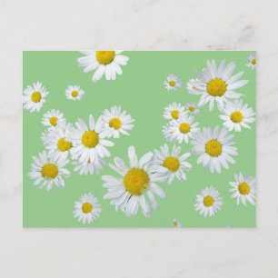 Witte Daisies Cust. Kleur DIY Briefkaart