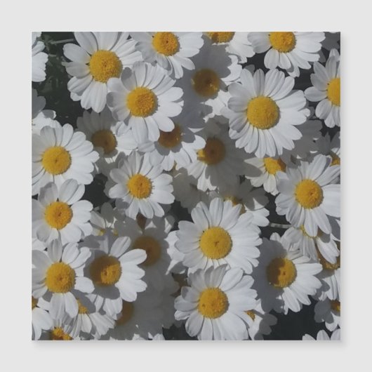 Witte Daisies Magnetische Kaart (Voorkant)