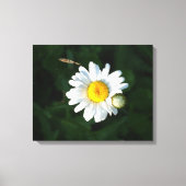Witte Daisy Bloem Foto Verpakt canvas (Voorkant)