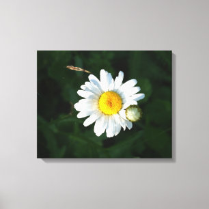Witte Daisy Bloem Foto Verpakt canvas