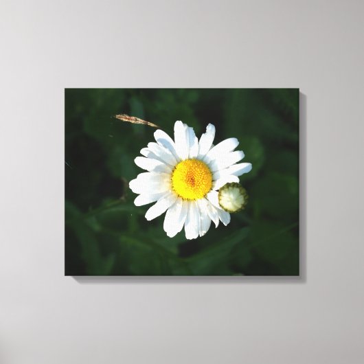Witte Daisy Bloem Foto Verpakt canvas (Voorkant)