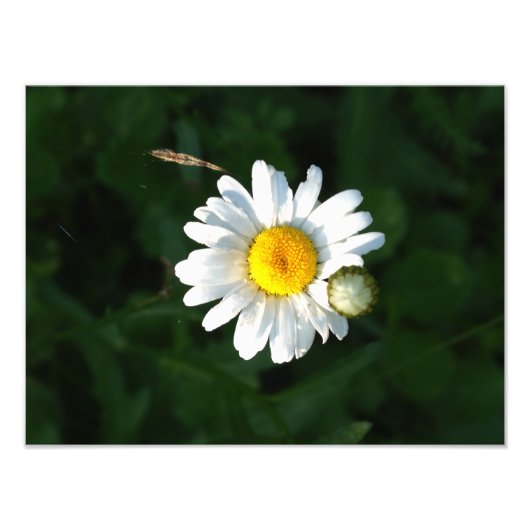 Witte Daisy Bloem Fotoprint Foto Afdruk (Voorkant)