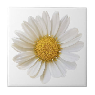 Witte Daisy Bloem op Witte Achtergrond Tegeltje