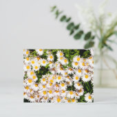 Witte Daisy bloemen Briefkaart (Staand voorkant)
