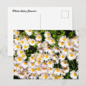 Witte Daisy bloemen Briefkaart (Voorkant / Achterkant)