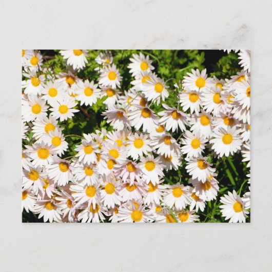 Witte Daisy bloemen Briefkaart (Voorkant)