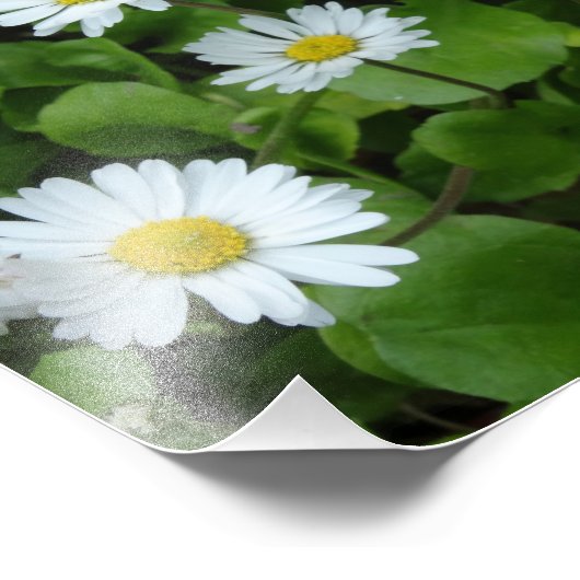 Witte Daisy Bloemen Fotoprint Foto Afdruk (Hoek)
