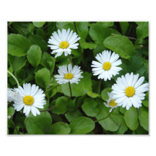 Witte Daisy Bloemen Fotoprint Foto Afdruk
