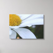 Witte Daisy Close-up Canvas Print (Voorkant)