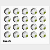 Witte Daisy Daisies Bloemen Foto Ronde Sticker (Vel)